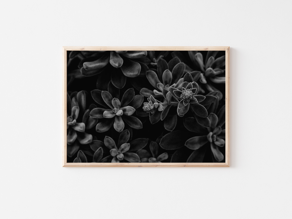 Dark Plants - Crassula rogersii | England, 2017 by Serena Morandi | DeCasa -ヨーロッパのアート＆ポスターセレクトショップ | インテリアアート | 写真 | フォトグラフィー | 海外ポスター | モダン | おしゃれポスター | 植物 | 自然 | 風景 | モノクロ