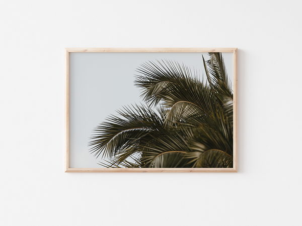 Palm Tree | South Africa, 2020 by Serena Morandi | DeCasa -ヨーロッパのアート＆ポスターセレクトショップ