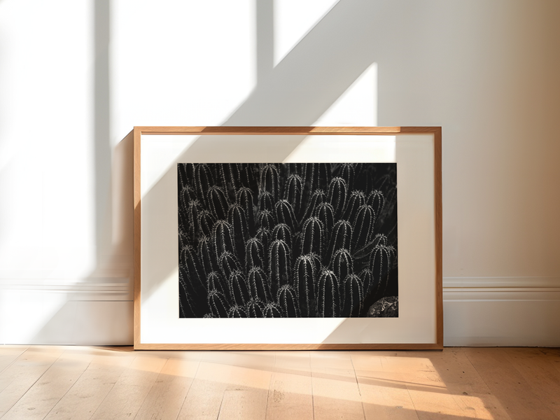 Small Cacti | Spain, 2021 by Serena Morandi | DeCasa -ヨーロッパのアート＆ポスターセレクトショップ | インテリアアート | 写真 | フォトグラフィー | 海外ポスター | モダン | おしゃれポスター | サボテン | モノトーン | 植物