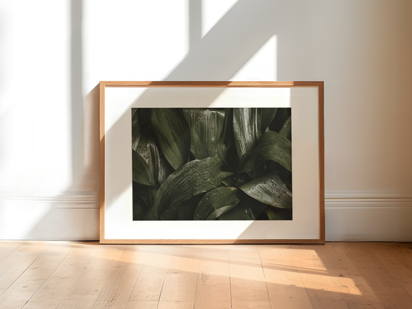 Shiny Leaves | Spain, 2021 by Serena Morandi | DeCasa -ヨーロッパのアート＆ポスターセレクトショップ | インテリアアート | 写真 | フォトグラフィー | 海外ポスター | モダン | おしゃれポスター | 植物 | 緑 | 葉