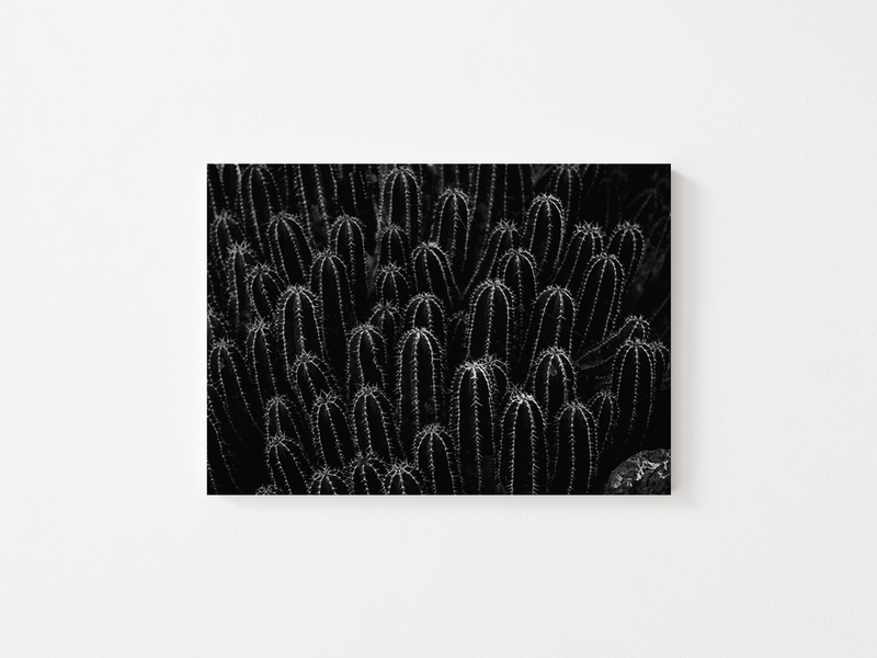 Small Cacti | Spain, 2021 by Serena Morandi | DeCasa -ヨーロッパのアート＆ポスターセレクトショップSmall Cacti | Spain, 2021 by Serena Morandi | DeCasa -ヨーロッパのアート＆ポスターセレクトショップ | インテリアアート | 写真 | フォトグラフィー | 海外ポスター | モダン | おしゃれポスター | サボテン | モノトーン | 植物