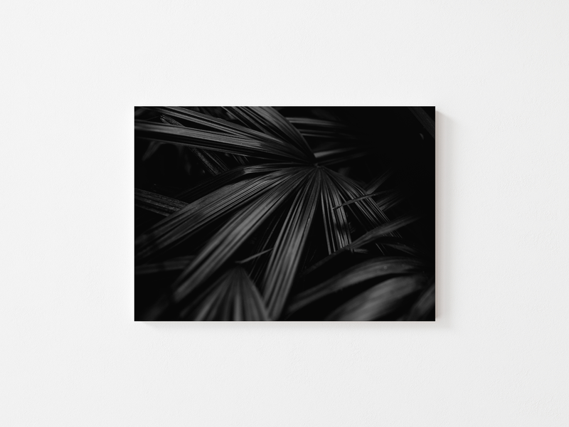 Dark Plants - Rhapis excelsa | England, 2017 by Serena Morandi | DeCasa -ヨーロッパのアート＆ポスターセレクトショップ | インテリアアート | 写真 | フォトグラフィー | 海外ポスター | モダン | おしゃれポスター | 植物 | 自然 | モノクロ