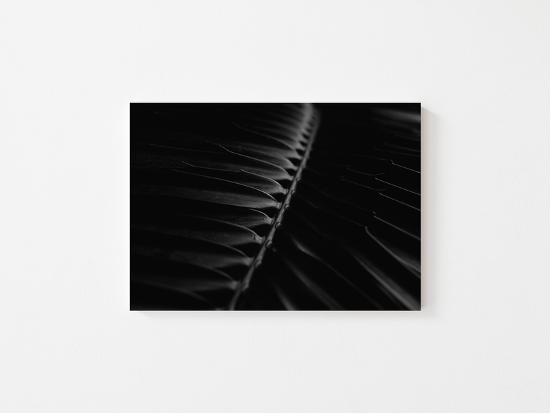 Dark Plants - Tropical Leaf | England, 2017 by Serena Morandi | DeCasa -ヨーロッパのアート＆ポスターセレクトショップ | インテリアアート | 写真 | フォトグラフィー | 海外ポスター | モダン | おしゃれポスター | 植物 | 自然 | モノクロ