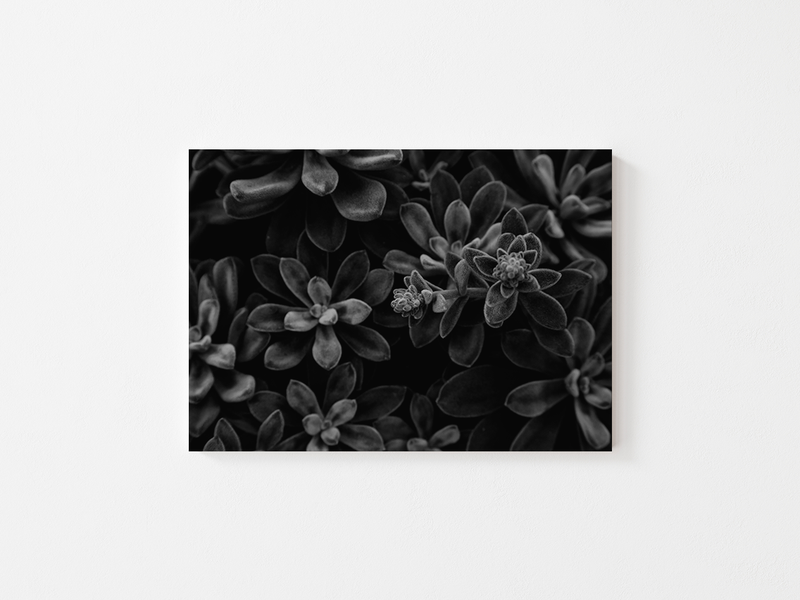 Dark Plants - Crassula rogersii | England, 2017 by Serena Morandi | DeCasa -ヨーロッパのアート＆ポスターセレクトショップ | インテリアアート | 写真 | フォトグラフィー | 海外ポスター | モダン | おしゃれポスター | 植物 | 自然 | 風景 | モノクロ