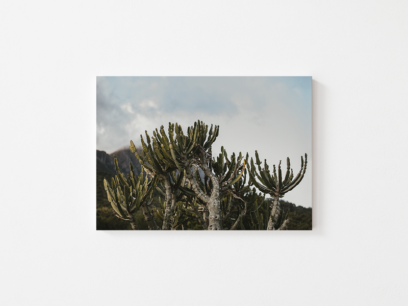 Cactus and Sky | South Africa, 2020 by Serena Morandi | DeCasa -ヨーロッパのアート＆ポスターセレクトショップ | インテリアアート | 写真 | フォトグラフィー | 海外ポスター | モダン | おしゃれポスター | 南アフリカ | ケープタウン | 自然 | 風景 | サボテン