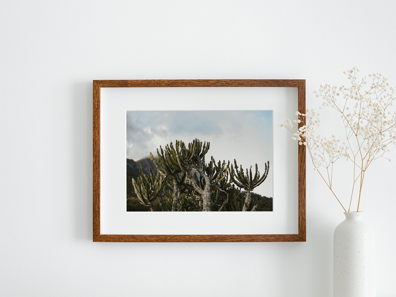 Cactus and Sky | South Africa, 2020 by Serena Morandi | DeCasa -ヨーロッパのアート＆ポスターセレクトショップ | インテリアアート | 写真 | フォトグラフィー | 海外ポスター | モダン | おしゃれポスター | 南アフリカ | ケープタウン | 自然 | 風景 | サボテン