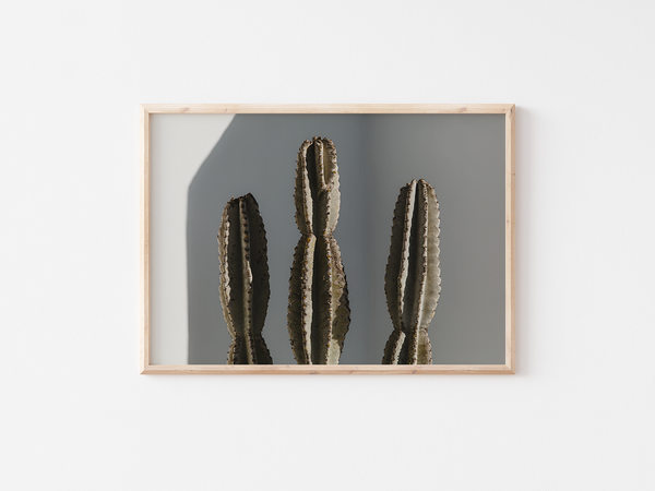 Sculptural Cacti | Lanzarote, 2021 by Serena Morandi | DeCasa -ヨーロッパのアート＆ポスターセレクトショップ
