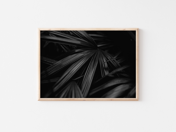 Dark Plants - Rhapis excelsa | England, 2017 by Serena Morandi | DeCasa -ヨーロッパのアート＆ポスターセレクトショップ | インテリアアート | 写真 | フォトグラフィー | 海外ポスター | モダン | おしゃれポスター | 植物 | 自然 | モノクロ