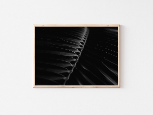 Dark Plants - Tropical Leaf | England, 2017 by Serena Morandi | DeCasa -ヨーロッパのアート＆ポスターセレクトショップ | インテリアアート | 写真 | フォトグラフィー | 海外ポスター | モダン | おしゃれポスター | 植物 | 自然 | モノクロ